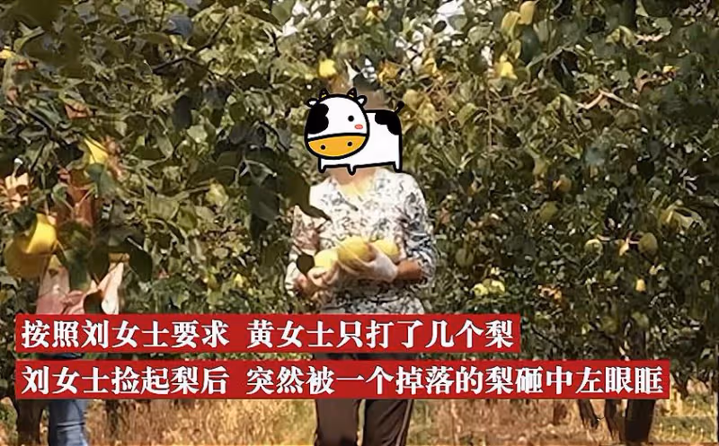 女子跑到同事家果園摘梨吃,不慎被落梨砸中眼睛,向同事索賠13萬,他委屈:朋友還能做嗎