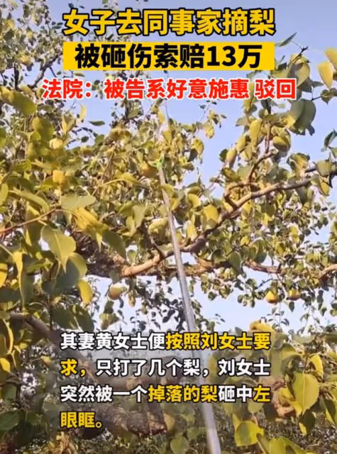 女子跑到同事家果園摘梨吃,不慎被落梨砸中眼睛,向同事索賠13萬,他委屈:朋友還能做嗎