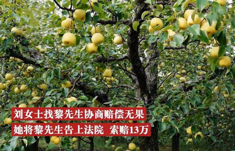 女子跑到同事家果園摘梨吃,不慎被落梨砸中眼睛,向同事索賠13萬,他委屈:朋友還能做嗎