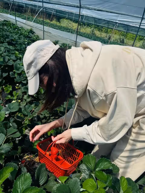 迪麗熱巴曬摘草莓照片!一身休閒裝活力十足,全程不露臉氣質難掩