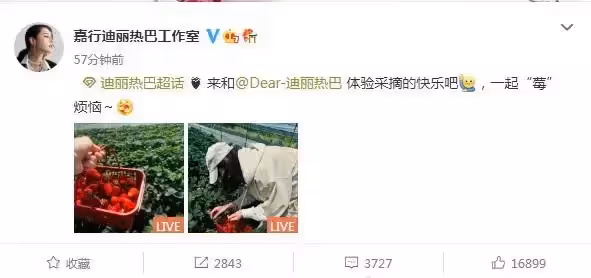 迪麗熱巴曬摘草莓照片!一身休閒裝活力十足,全程不露臉氣質難掩