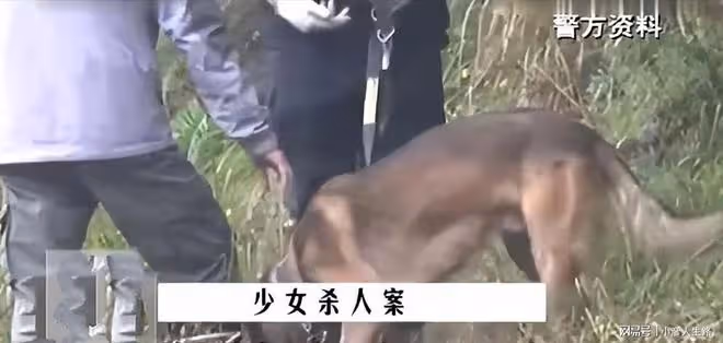 2013年老人在家中被殺,白衣女子逃進深山,結局讓人唏噓