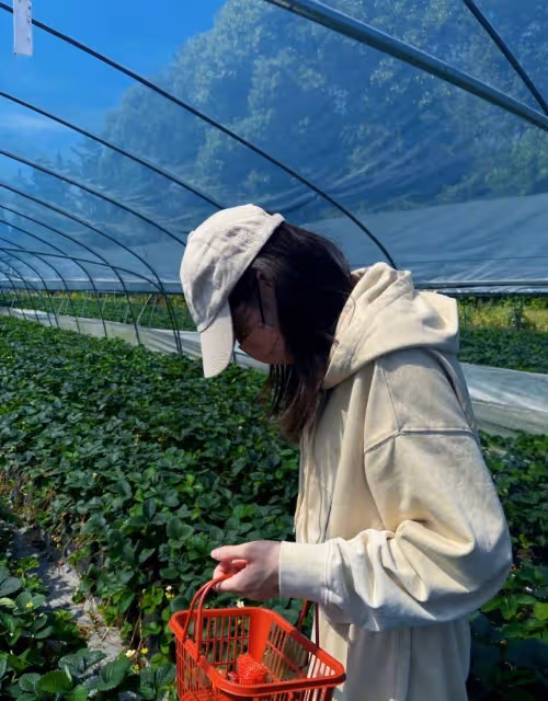 迪麗熱巴曬采草莓美照　完美示範「無死角防曬」