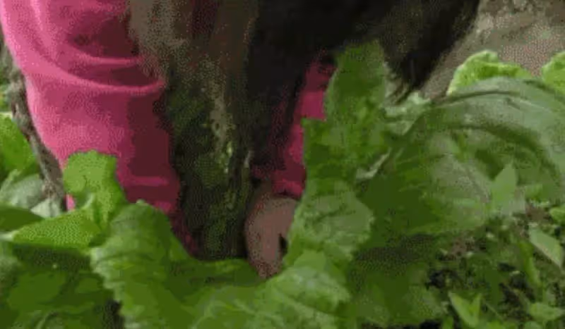 心酸！當你的孩子還在撒嬌時，這名5歲小女孩已經扛起了一個家，想起媽媽眼淚打轉，惹阿嬤鼻酸：無法實現