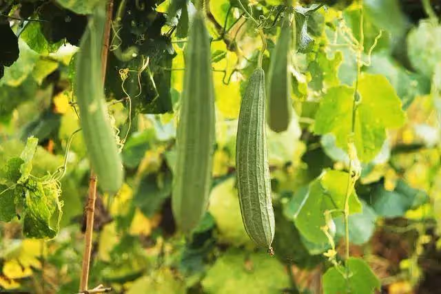 夏季養生有學問，多吃「三瓜、三豆、三筍」！清補消暑，離長壽更近一步~