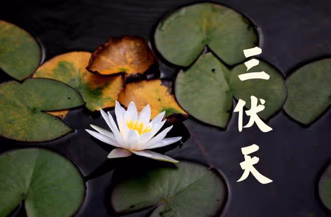 三伏天將至，伏天「6寶」不能少，清熱解暑氣，補充營養安全度夏