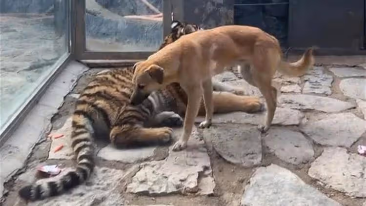 動物園這隻叫非洲獅？　園方認了牠是狗「與同籠東北虎是好友」