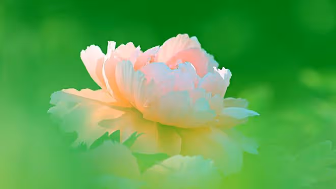 婆婆覺得我不好拿捏,逼著老公陪白蓮花前任去打胎,祝她們好運吧