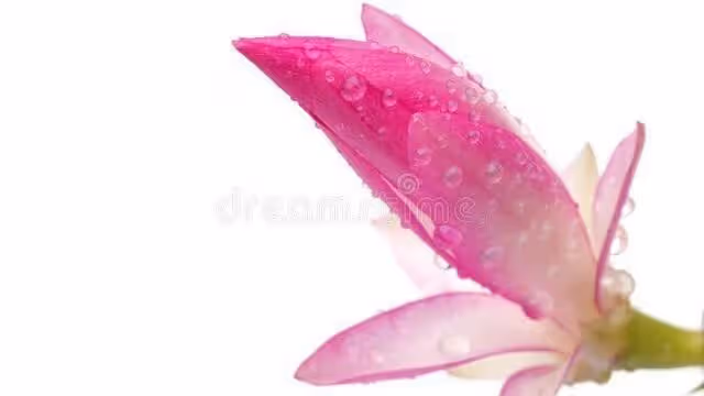 婆婆覺得我不好拿捏,逼著老公陪白蓮花前任去打胎,祝她們好運吧