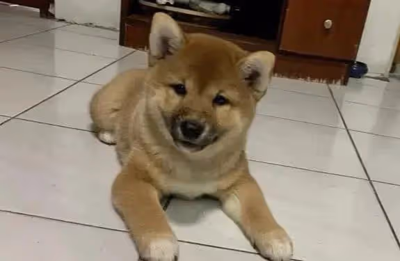 六種很有靈性的狗狗，你家裡有嗎？