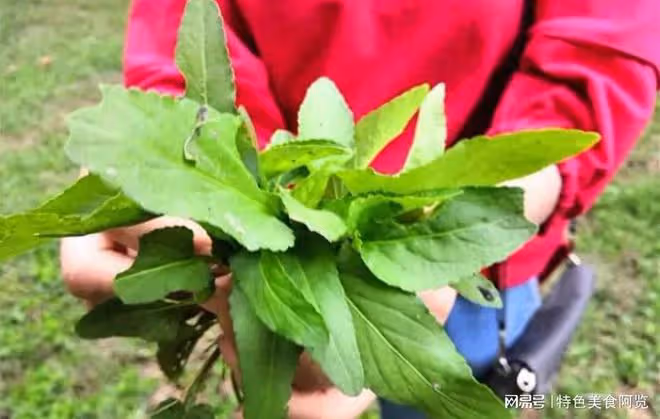 全國最好吃的7種野菜？50歲以上的人都挖過，你吃過幾種？