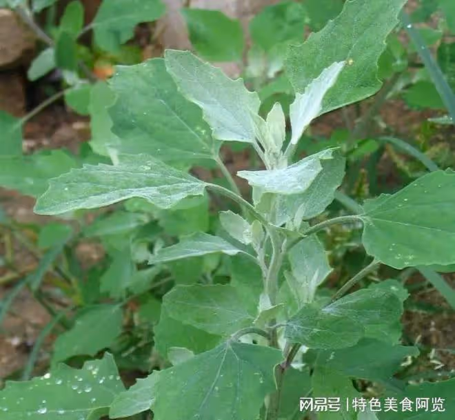 全國最好吃的7種野菜？50歲以上的人都挖過，你吃過幾種？