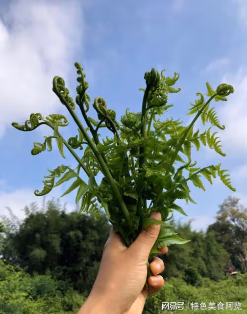 全國最好吃的7種野菜？50歲以上的人都挖過，你吃過幾種？