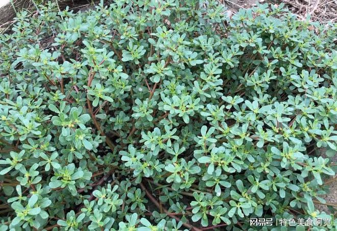 全國最好吃的7種野菜？50歲以上的人都挖過，你吃過幾種？