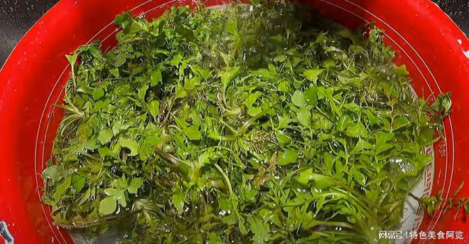 2月吃它「賽仙丹」，一解毒，二抗凝血，三降血壓，配稀飯是一絕