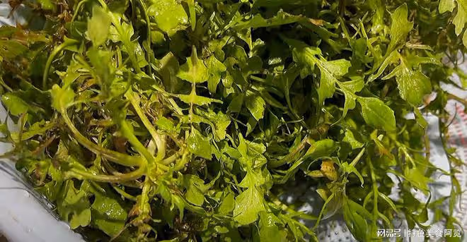 2月吃它「賽仙丹」，一解毒，二抗凝血，三降血壓，配稀飯是一絕