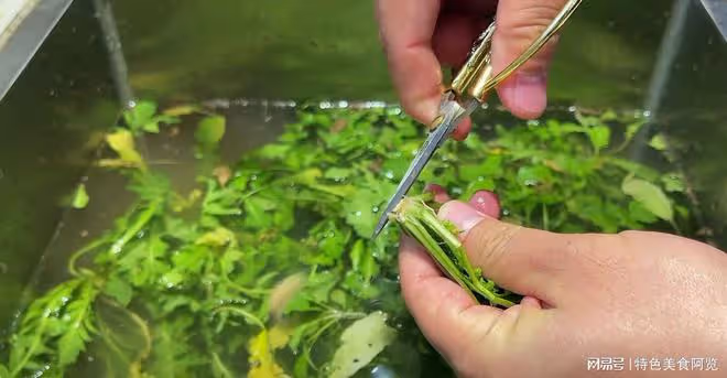 2月吃它「賽仙丹」，一解毒，二抗凝血，三降血壓，配稀飯是一絕