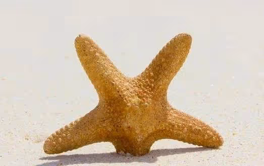 心理測試:選一個你喜歡的海星,測你什麼地方吸引人