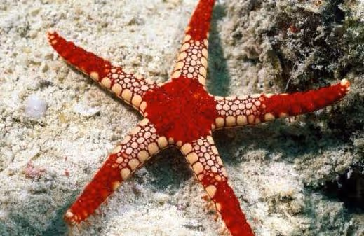 心理測試:選一個你喜歡的海星,測你什麼地方吸引人