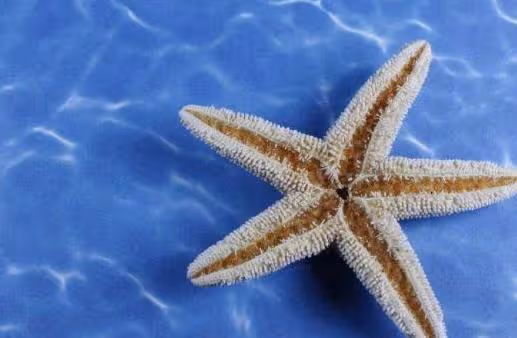心理測試:選一個你喜歡的海星,測你什麼地方吸引人