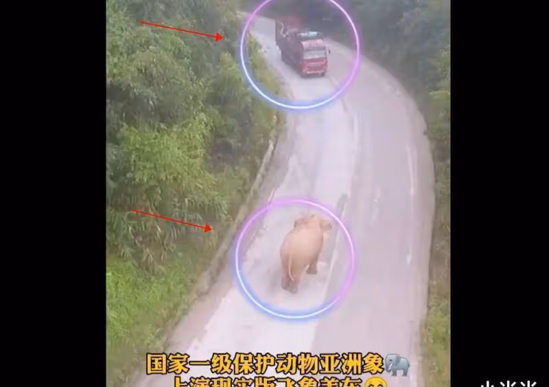 亞洲象「碰瓷」大貨車?無人機拍下驚險一幕,司機太難了!