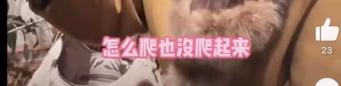 張蘭模仿大S被罵無底線！直播間遭警告下線，本人回應否認模仿