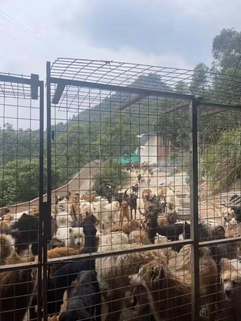 臥槽?我真的給她跪了……