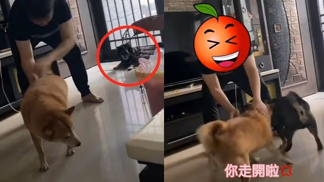 黑柴也想和主人玩！沒意外的話就出意外了