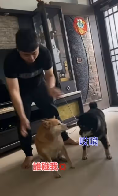 黑柴也想和主人玩！沒意外的話就出意外了