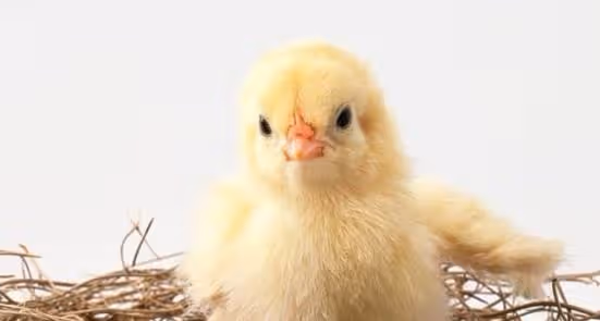 時間進入3月下旬，福星高照的屬雞人，好消息傳來成功擁抱真愛