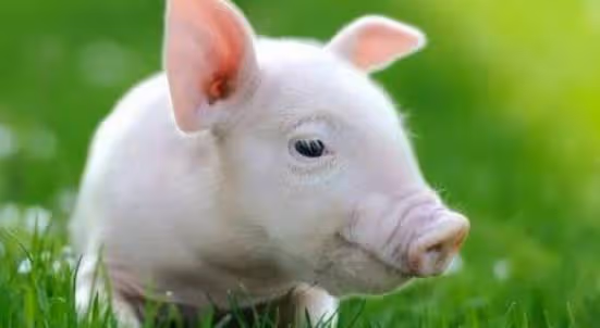 一整年紅紅火火,屬豬人做好準備騰飛,在職場衝鋒陷陣取得輝煌