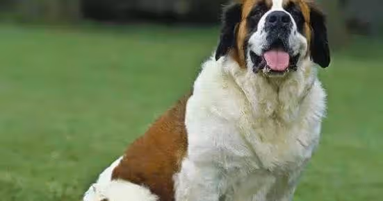 桃花一籮筐抵達身邊,屬狗人遇到良緣牢牢握住,藉助紅線成功脫單