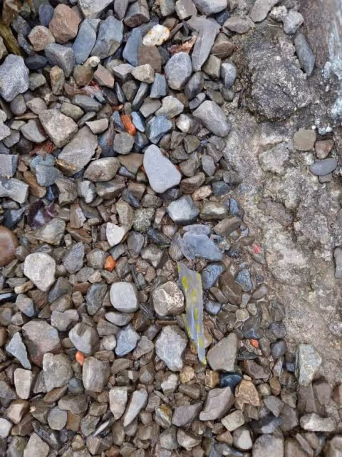你有找到嗎？她走石路「差點踩到青蛙」PO照來找碴　網全投降「她紅筆一圈」恍然大悟