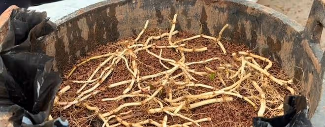 廢舊桶里種上幾根折耳根，1年後收穫滿滿一大桶，方法省地又省事