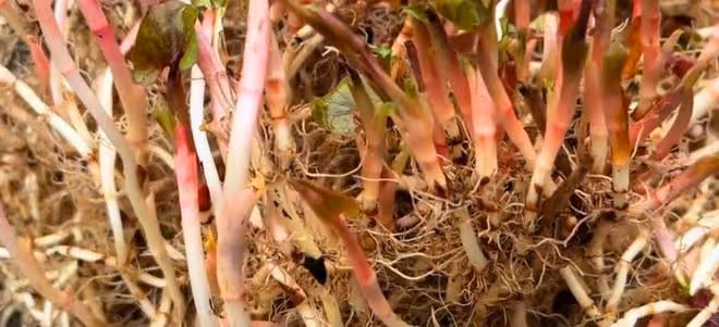 廢舊桶里種上幾根折耳根，1年後收穫滿滿一大桶，方法省地又省事