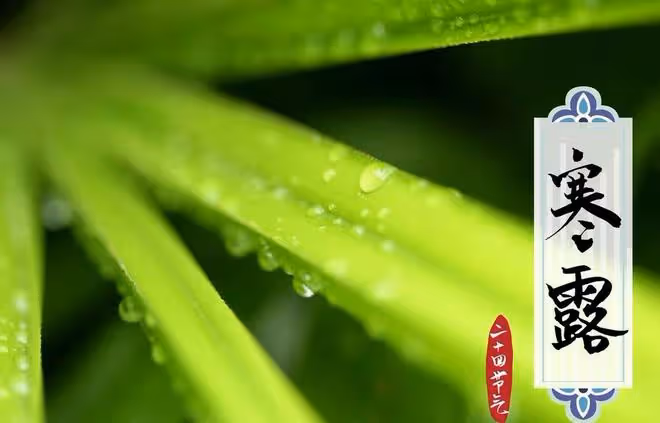 寒露可以種哪些菜？這5種蔬菜寒露後放心種，高產種植經驗分享