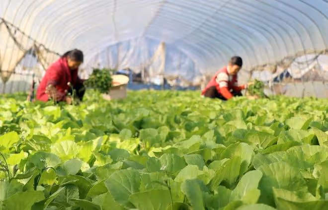 寒露可以種哪些菜？這5種蔬菜寒露後放心種，高產種植經驗分享