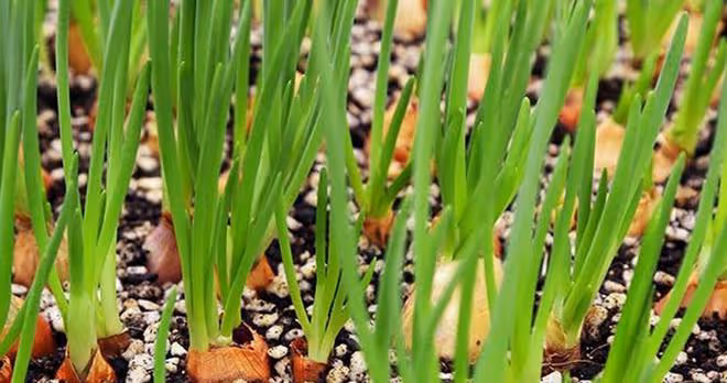 寒露可以種哪些菜？這5種蔬菜寒露後放心種，高產種植經驗分享