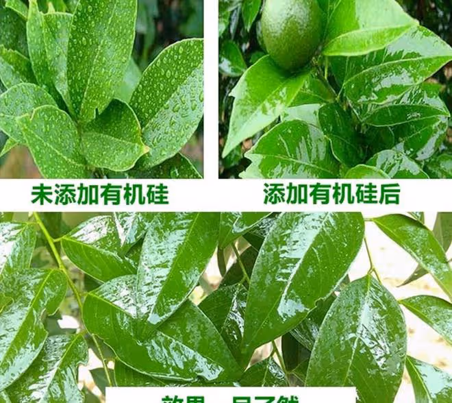 噴葉面肥、除草劑、殺蟲劑、殺菌劑，學會加點有機矽，防效更好