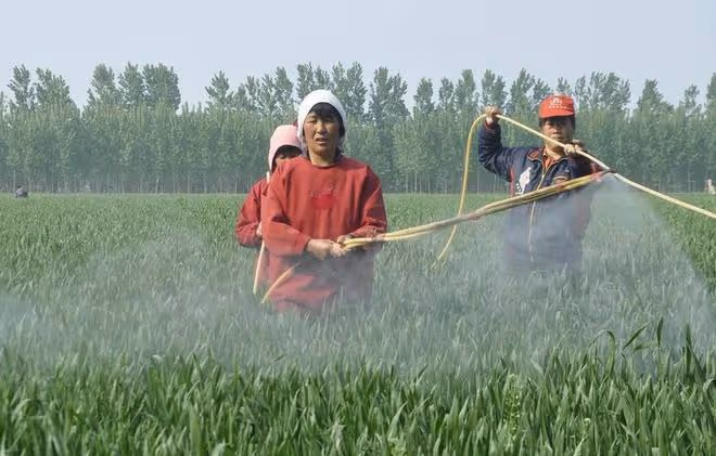 噴葉面肥、除草劑、殺蟲劑、殺菌劑，學會加點有機矽，防效更好