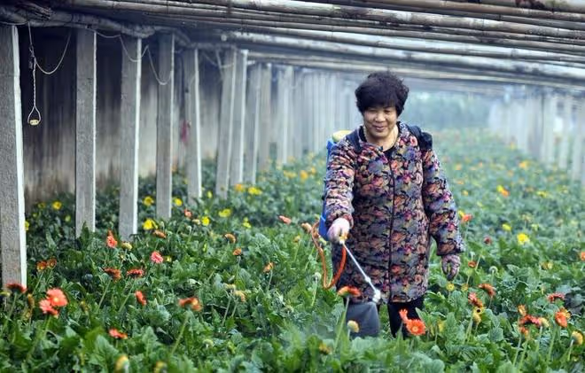 噴葉面肥、除草劑、殺蟲劑、殺菌劑，學會加點有機矽，防效更好