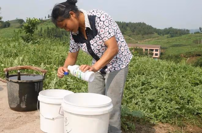 噴葉面肥、除草劑、殺蟲劑、殺菌劑，學會加點有機矽，防效更好