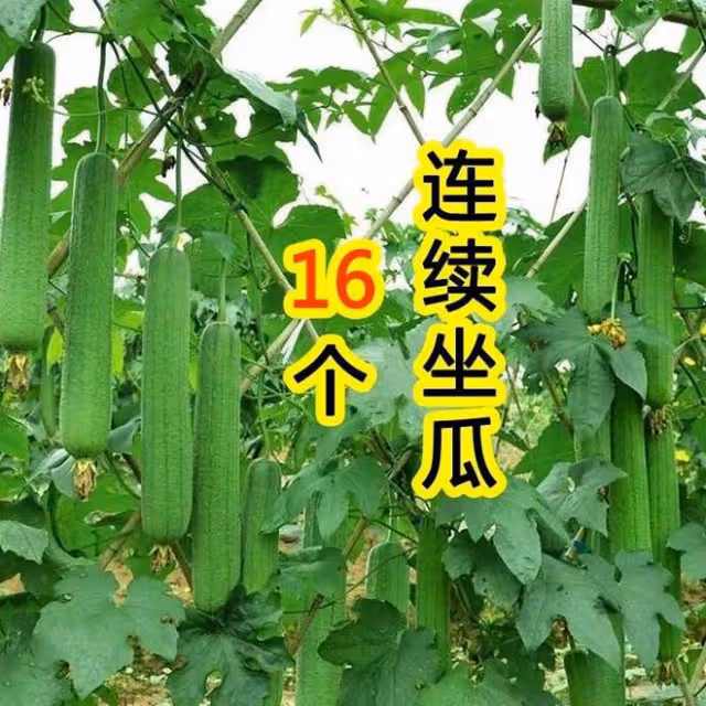 絲瓜怎麼種產量高？老農傳授你5個訣竅，結瓜一茬接一茬