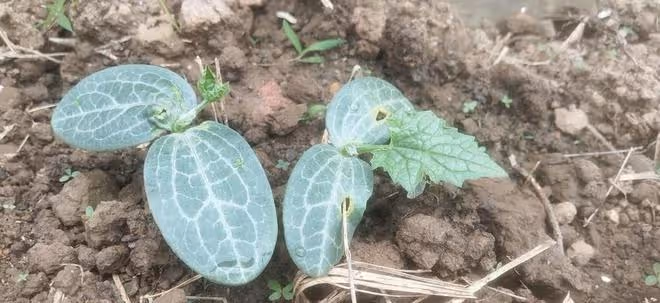 絲瓜怎麼種產量高？老農傳授你5個訣竅，結瓜一茬接一茬