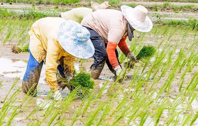「立夏不起陣，起陣好年景」，為什麼老人說立夏下雨是好事？