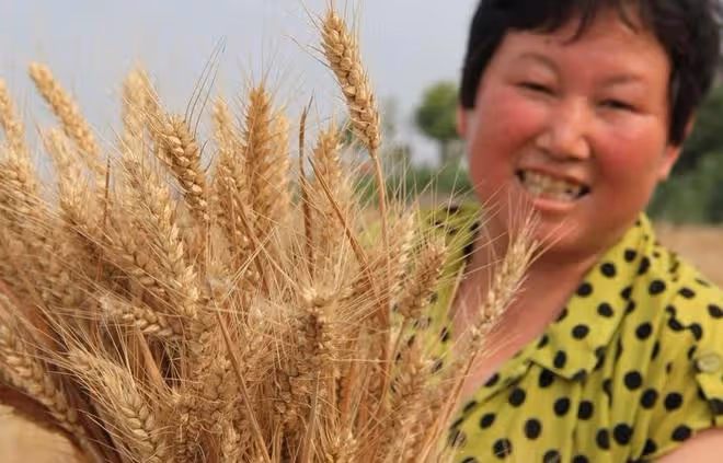 「立夏不起陣，起陣好年景」，為什麼老人說立夏下雨是好事？