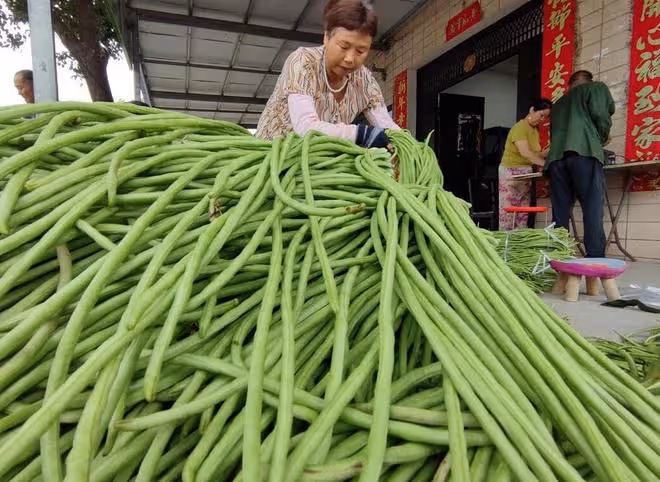 春天哪些蔬菜要早種?哪些蔬菜要晚種?選對時間是關鍵