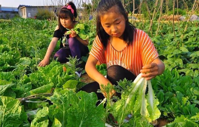 處暑能種哪些菜？6種田園菜可在處暑放心種，太早太晚都不適合