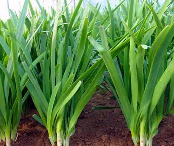 處暑能種哪些菜？6種田園菜可在處暑放心種，太早太晚都不適合