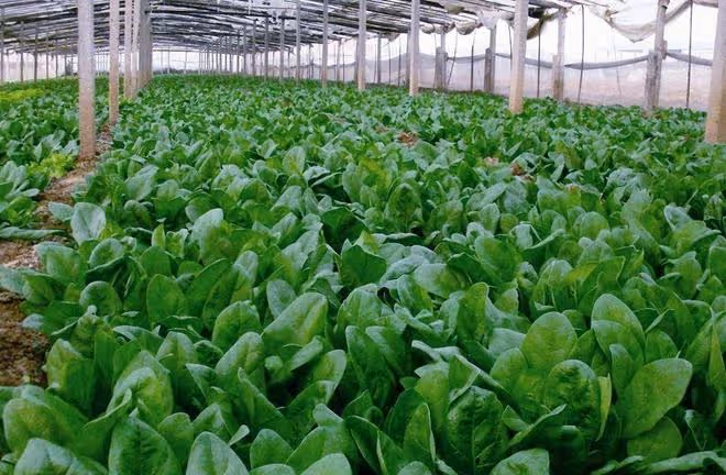 處暑能種哪些菜？6種田園菜可在處暑放心種，太早太晚都不適合
